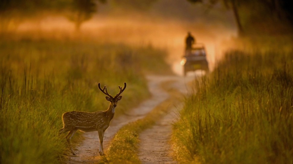 Jim Corbett is One of The Best Places to Visit in Near Delhi